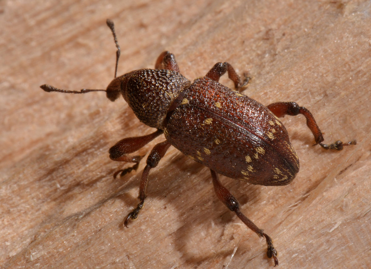 Curculionidae:  Hylobius transversovittatus?  S !